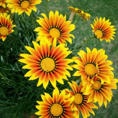 Gazania