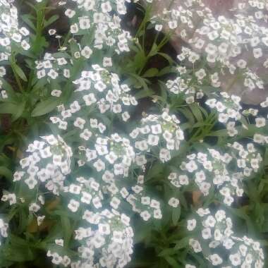 Lobularia maritima  syn. Alyssum maritimum