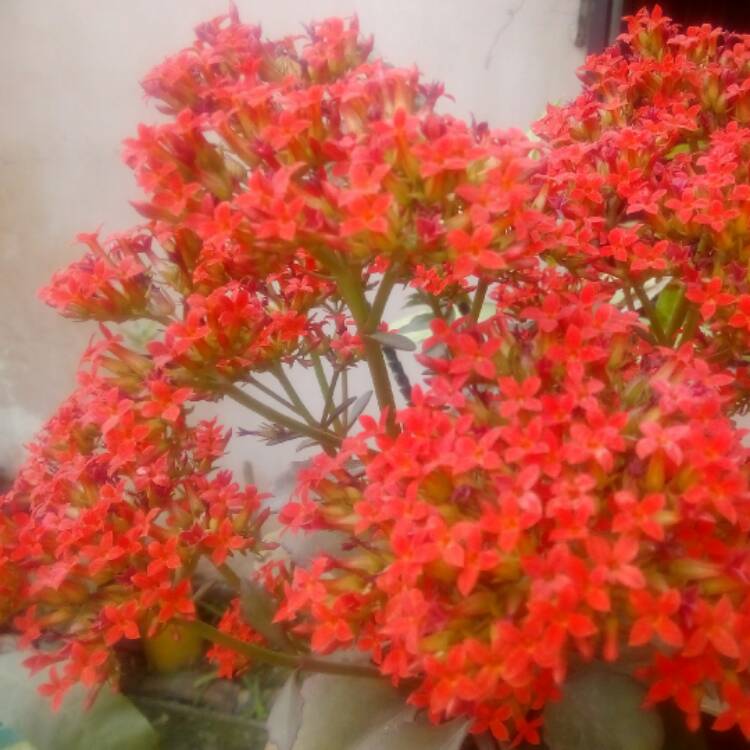 Plant image Kalanchoe blossfeldiana 'Red'