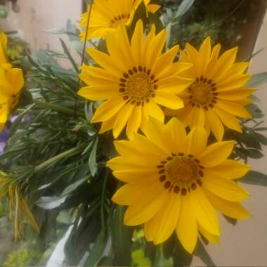 Gazania