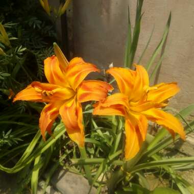 Hemerocallis