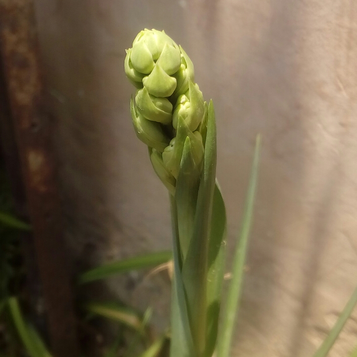 plant image 729804