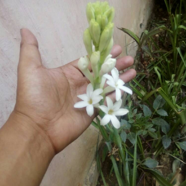 Plant image Polianthes tuberosa