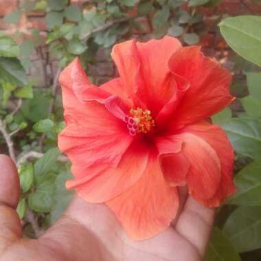 Hibiscus rosa-Sinensis 'Bimbos