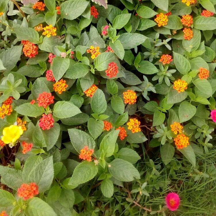 plant image 748737 plant image 748737