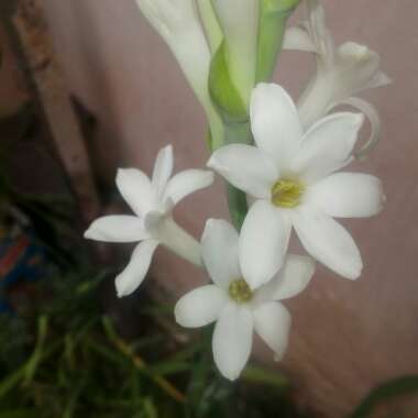 Polianthes tuberosa