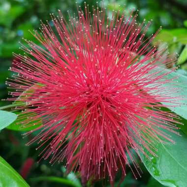 Callistemon
