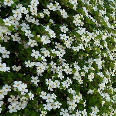 Plant image Bacopa 'White Secrets'