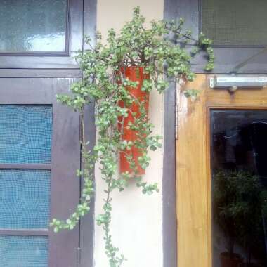 Portulacaria Afra