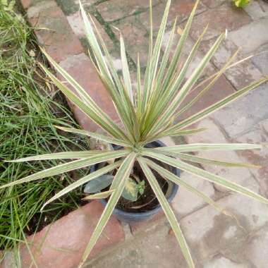 Dracaena marginata 'Tricolour'