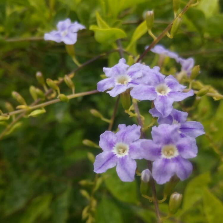 plant image 794743 plant image 794743