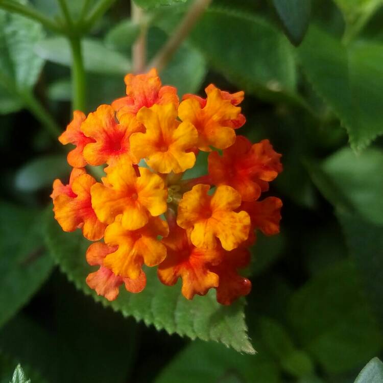 plant image 797119 plant image 797119