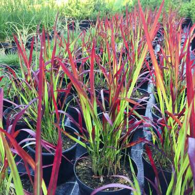 Imperata cylindrica 'Red Baron'