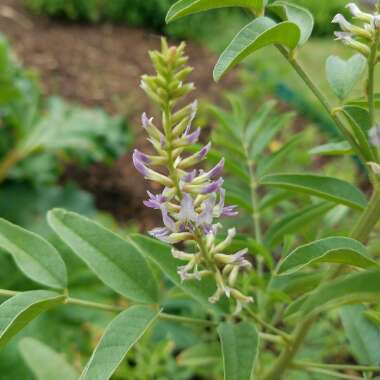 Glycyrrhiza glabra