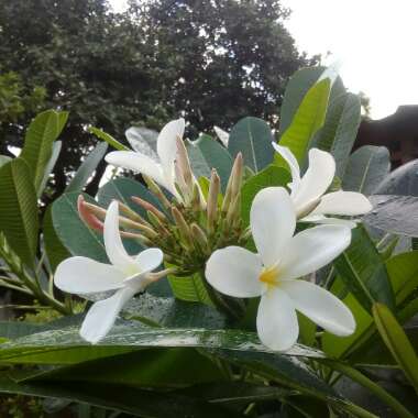 Plumeria
