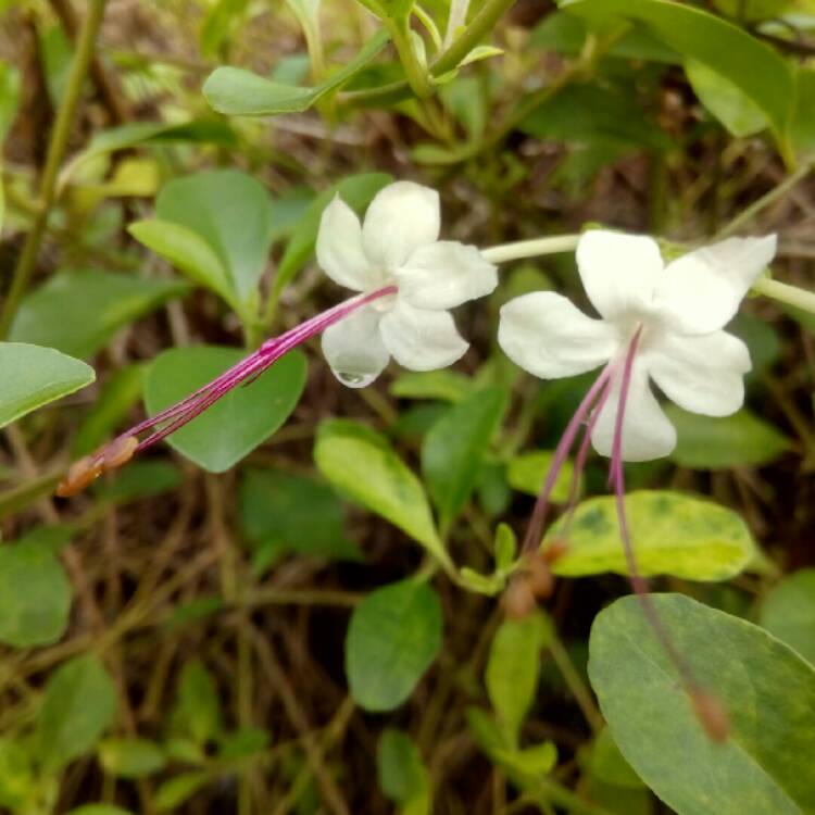 plant image 855745