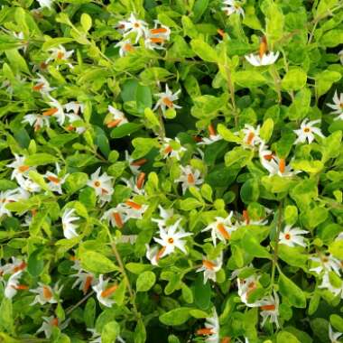 Nyctanthes arbor-tristis