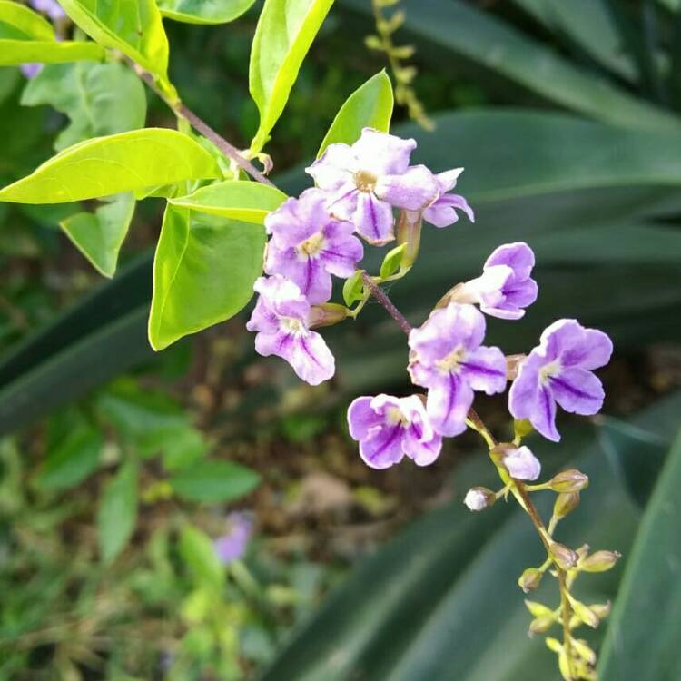 plant image 872459 plant image 872459
