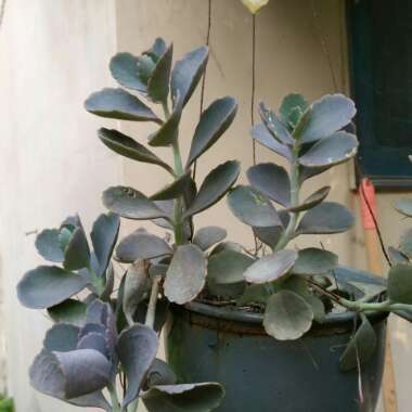 Kalanchoe Fedtschenkoi