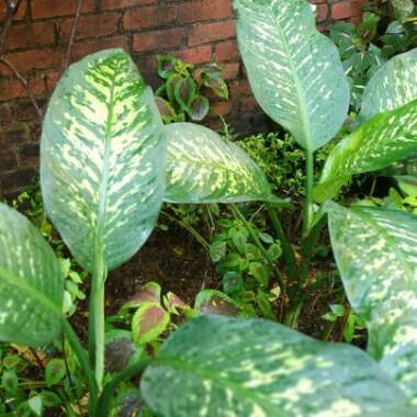 Dieffenbachia