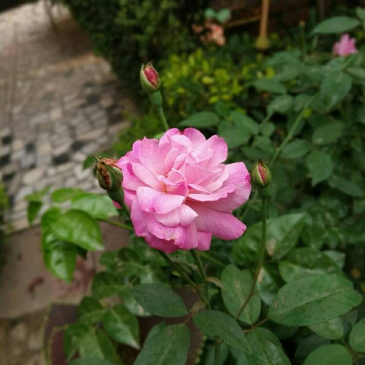 Rosa 'Ausmixture' syn. Rosa 'Olivia Rose Austin', Rose 'Olivia Rose ...