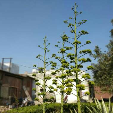 Agave