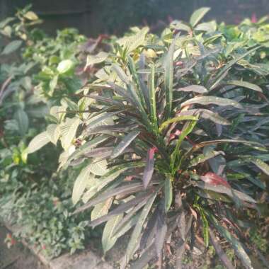 Codiaeum variegatum