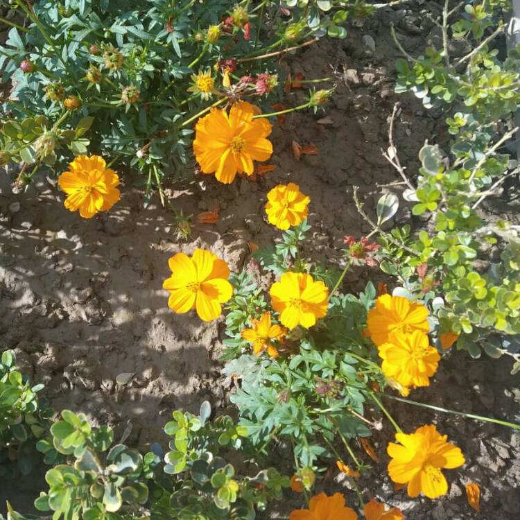 plant image 907339