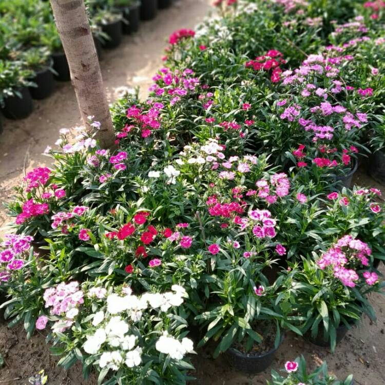 Plant image Dianthus barbatus