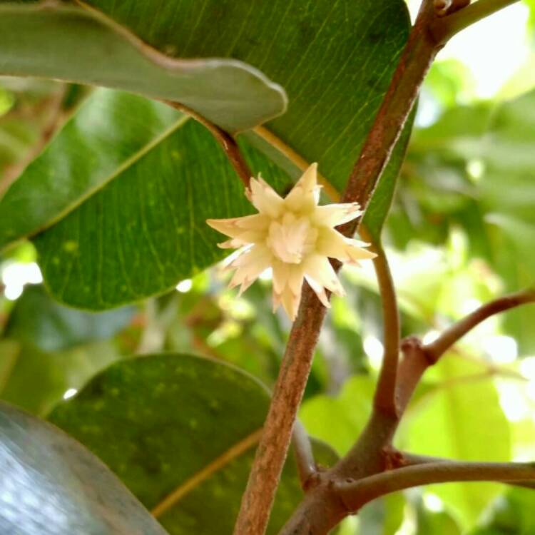 plant image 910300