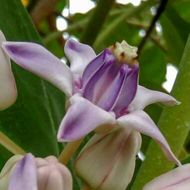 Calotropis gigantea