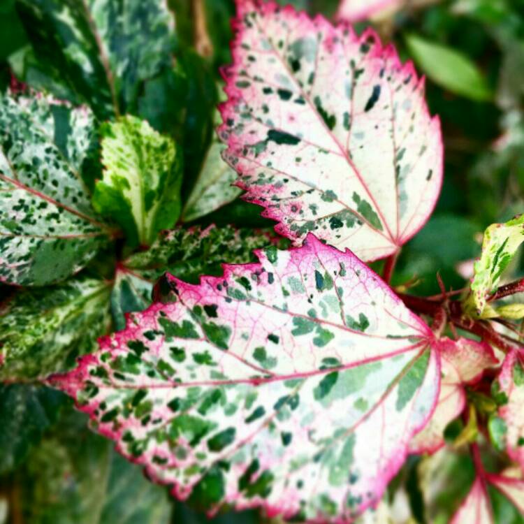 plant image 917519