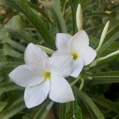 Plumeria