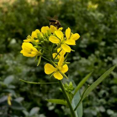 Sinapis arvensis