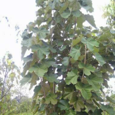 Pterospermum Acerifolium

