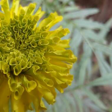 Tagetes erecta