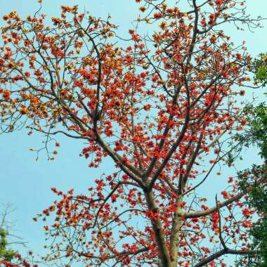Bombax ceiba