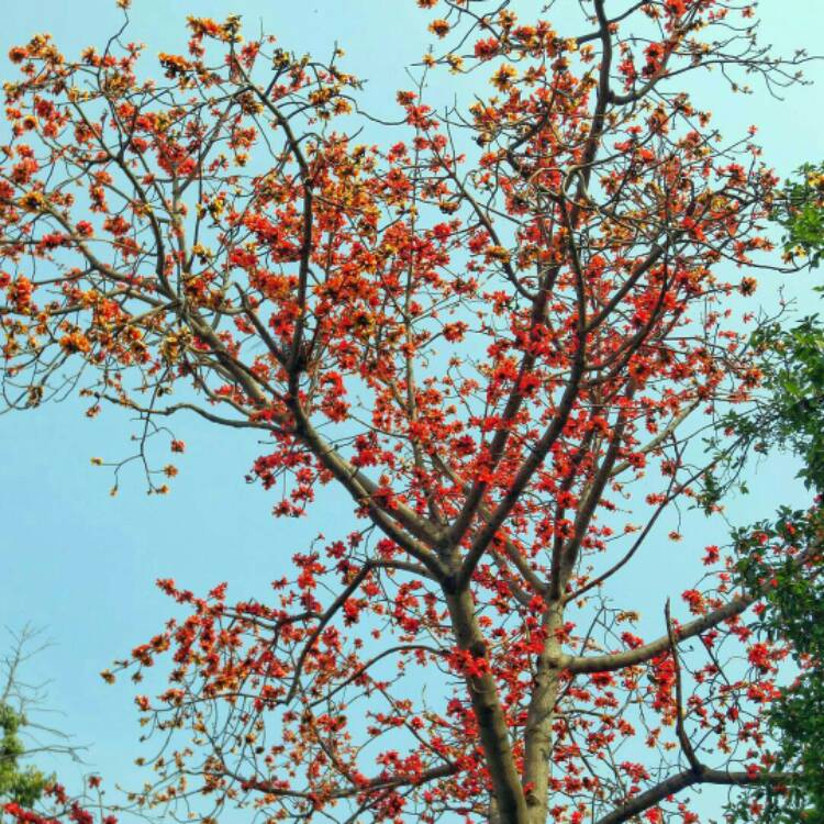 Plant image Bombax ceiba