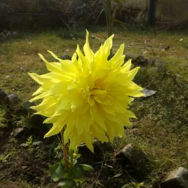 Dahlia (Border Varieties)
