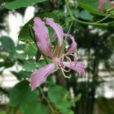 Bauhinia variegata