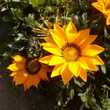 Gazania