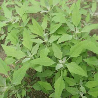 Chenopodium album