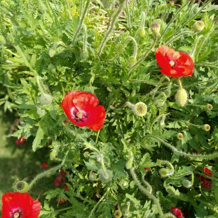 plant image 958577