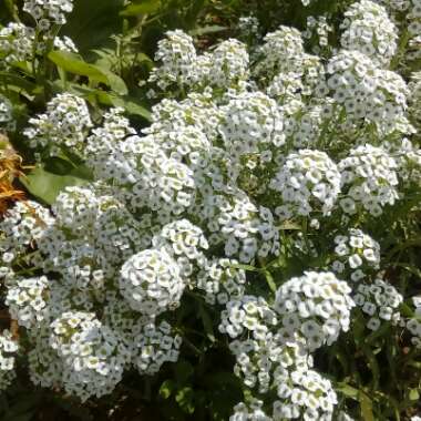 Lobularia maritima  syn. Alyssum maritimum
