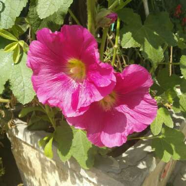 Alcea rosea  syn. Althaea rosea