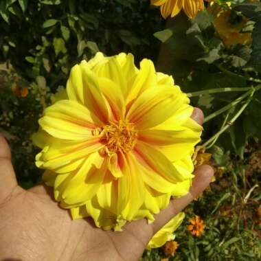 Dahlia