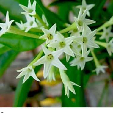 Pentas lanceolata 'Starcluster White'