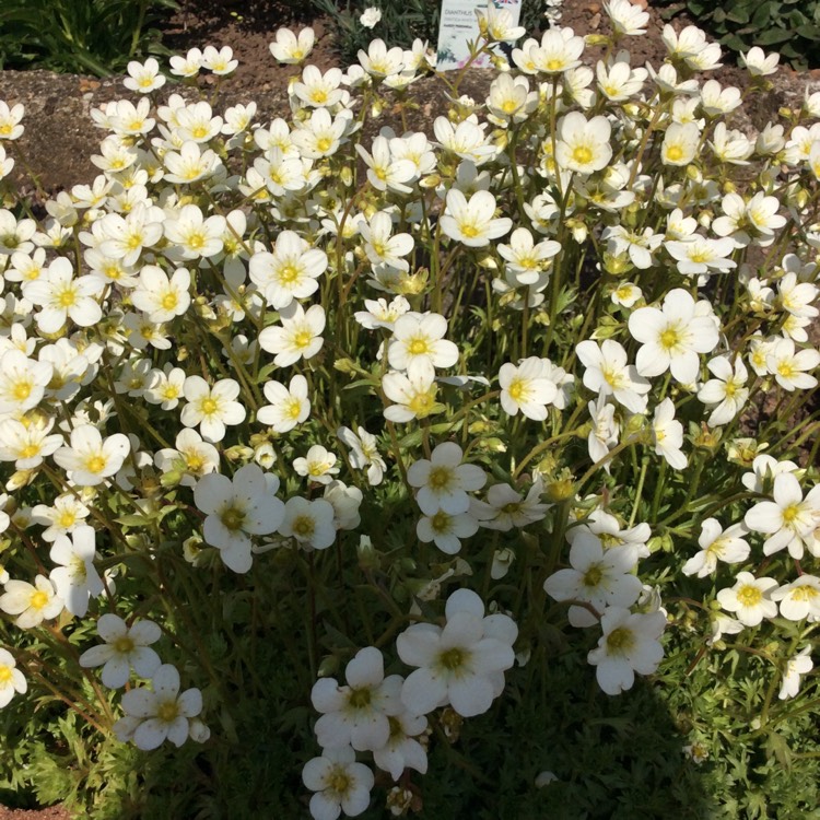 plant image 1002531 plant image 1002531