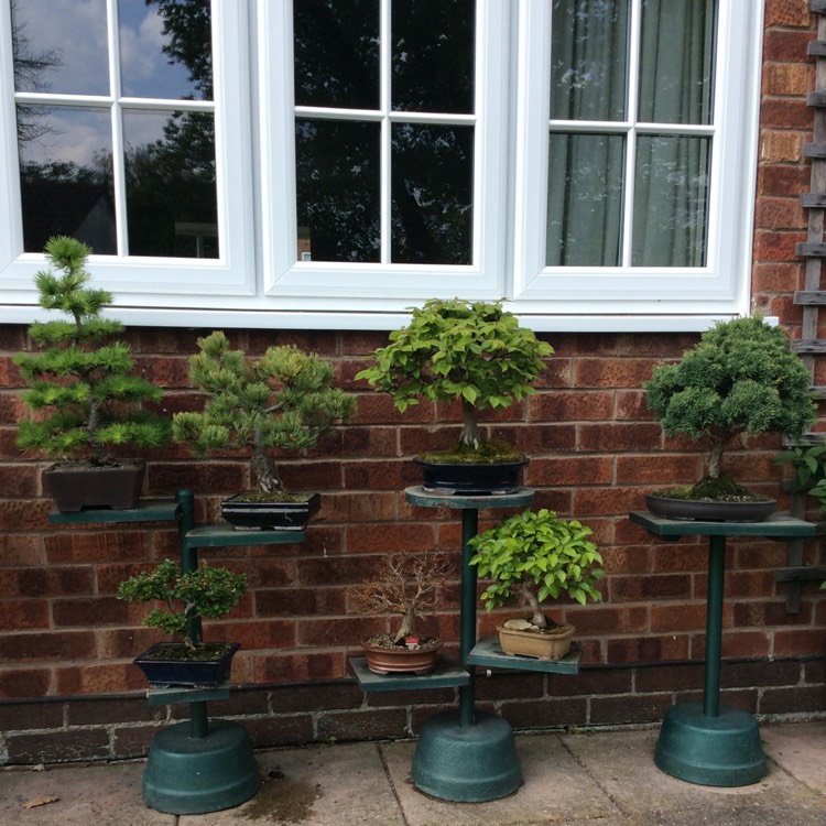 plant image 1016459