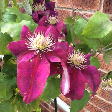 Clematis